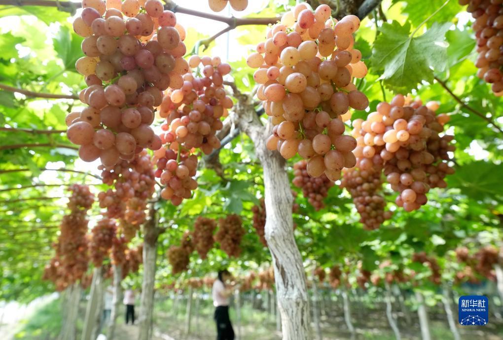最新皇冠菠菜